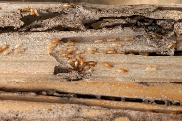 Best Commercial Pest Control Services  in Middlebranch, OH
